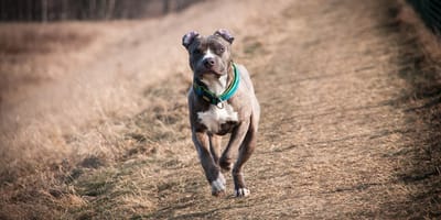 Un Amstaff