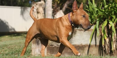 Un Bull Terrier