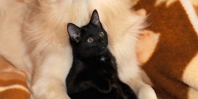 cane-e-gatto