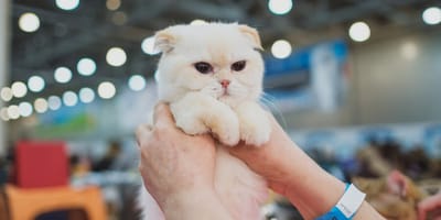 gattino-in-fiera