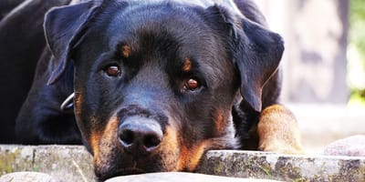 Uroczy rottweiler