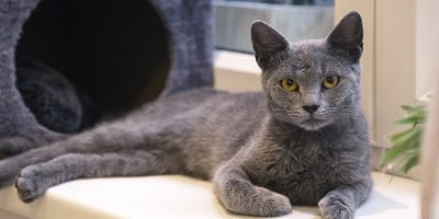 gatto certosino sdraiato