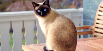 gatto siamese sul tavolo