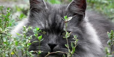gatto siberiano dietro i cespugli