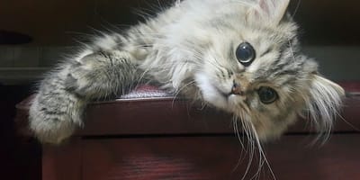 gatto persiano sdraiato sul divano