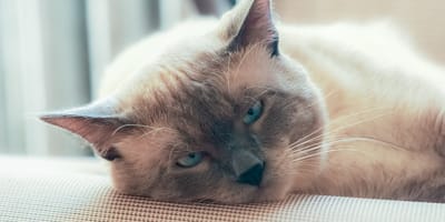 gatto thai sdraiato
