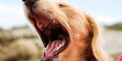 Dog Mouth Cancer Causes Symptoms And Treatments Wamiz