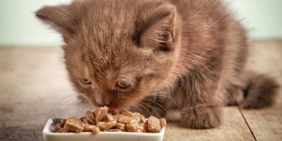 When can a kitten eat wet cat food?