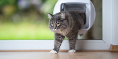 How to train your cat to use a cat flap