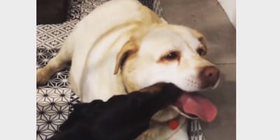 Labrador i jamnik kochają się tak bardzo, że jedzą sobie z łapy. A w zasadzie z pyszczków