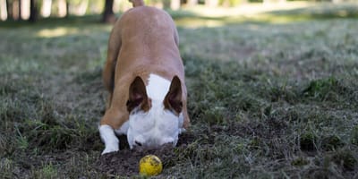 Why do dogs bury toys, bones and treats?
