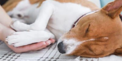 Old dog with warts bleeding