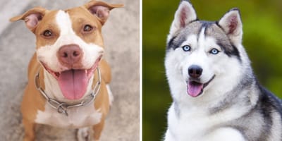 Pitbull Y Husky Tienen Cachorros Los Bebes Dejan A Todo El Mundo Con La Boca Abierta