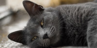 How Do You Treat Dehydration In Cats At Home