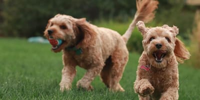 Two Poodle dogs running