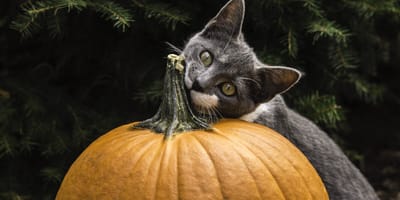 Can cats eat nuts or are nuts poisonous?