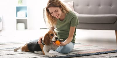 How much does pet sitting cost in the UK?