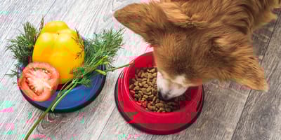 A dog eating dry dog food with a bowl of vegetables