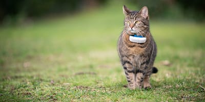 A cat wearing a GPS collar outdoors