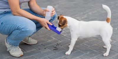 A dog drinking water with a bottle served by a person