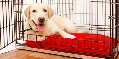 cane in una gabbia