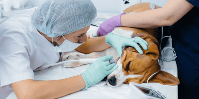 How to dislodge a bone from a dog’s throat