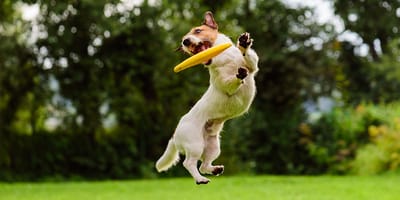 perro atrapando un frisbee