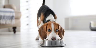 Beagle che mangia nella ciotola