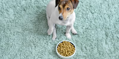cane con ciotola di crocchette