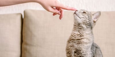 Why do cats hiss? Five reasons for this behaviour