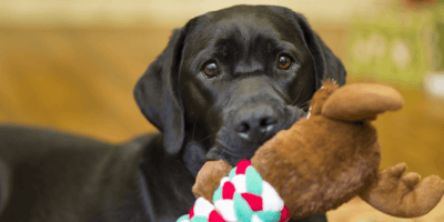 Why do dogs bring you toys when they greet you?