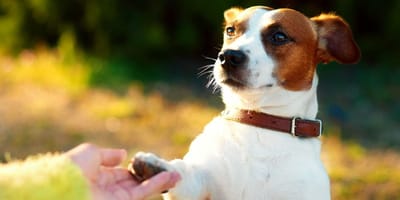 34 Can Dogs Remember Their Siblings