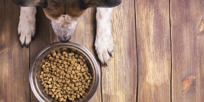 cane con ciotola di croccantini