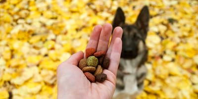cane in un prato d'autunno