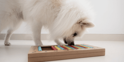 Games for dogs to play 10 of the most entertaining games