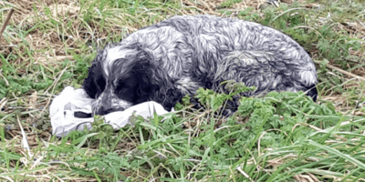 Owner devastated after her dog is put to sleep following trip to the