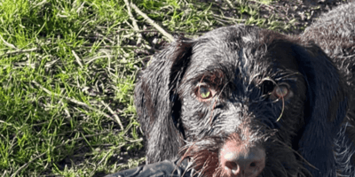 Owner devastated after her dog is put to sleep following trip to the