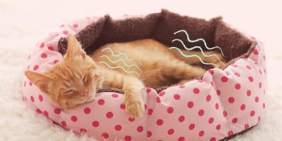 Cómo saber si mi gato está enfermo CONSEJOS FELINOS YouTube