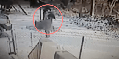 Do cats remember how they were worshipped in ancient Egypt? Popular Tik