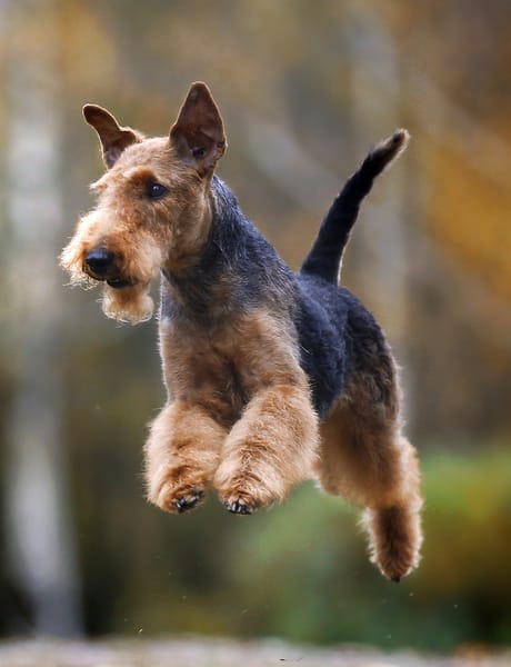 Airedale Terrier Amount of exercise required, Hand stripping wiry