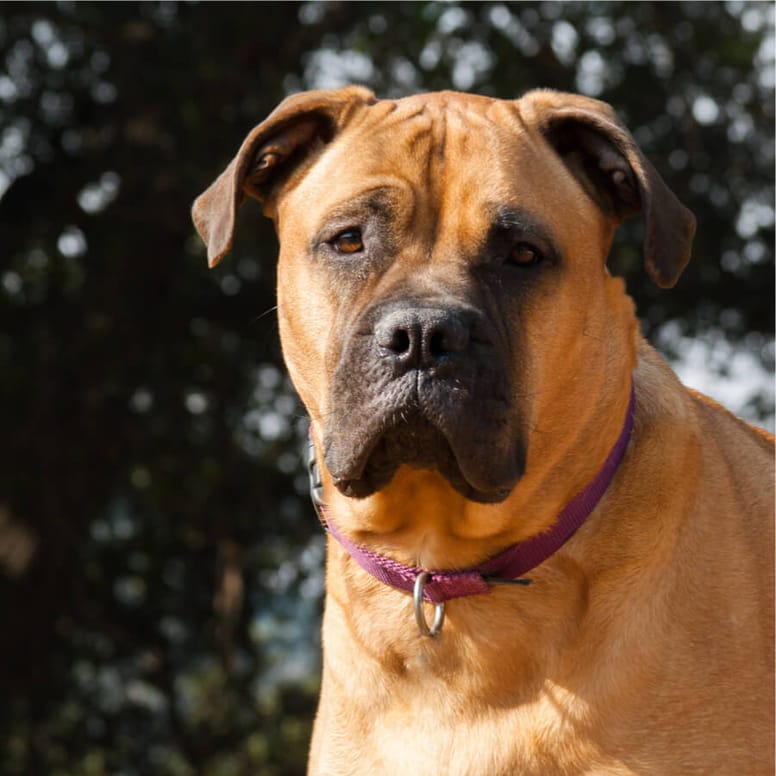 Bulmastiff