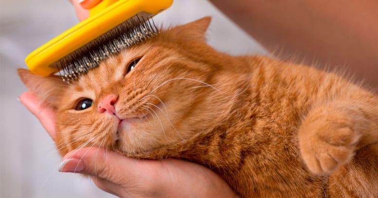 cepillado gato de pelo largo