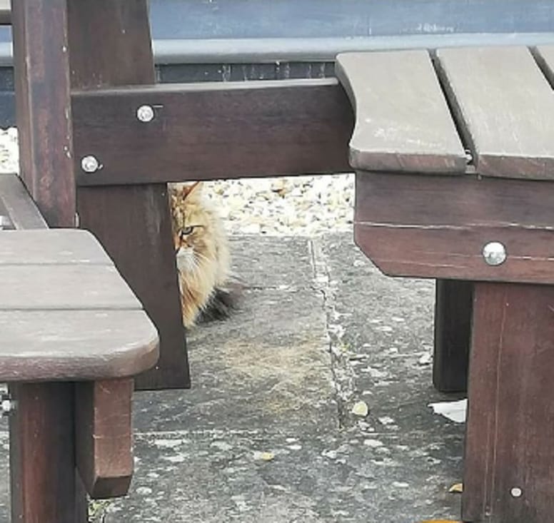 gato espera bajo la mesa de un restaurante