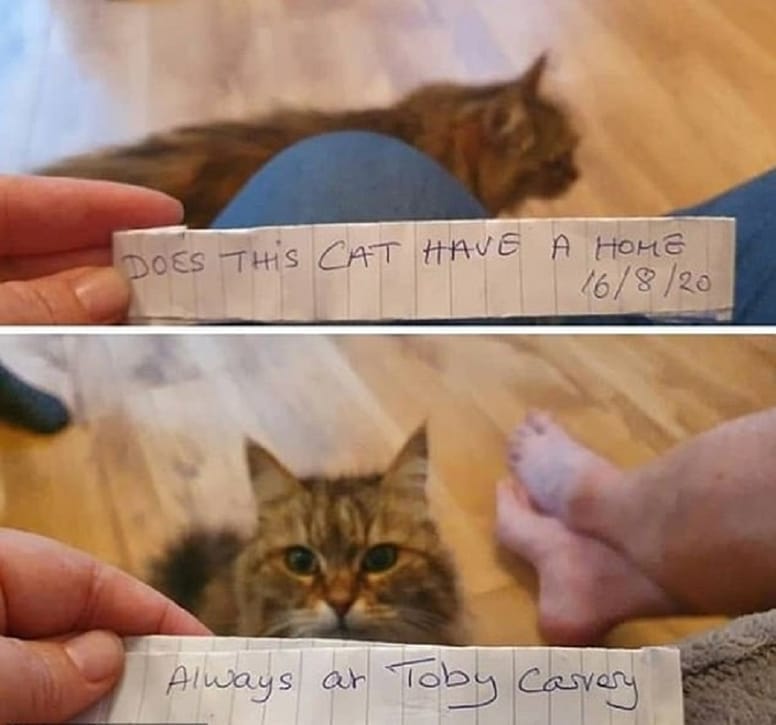 gato siberiano tras una nota de papel
