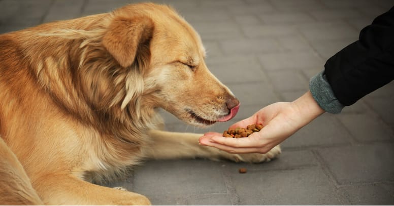 mujer alimenta perro callejero
