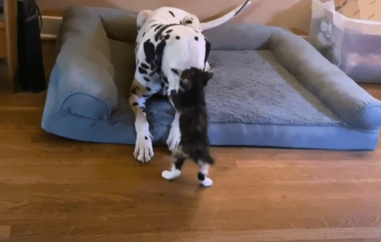 dalmata y gato