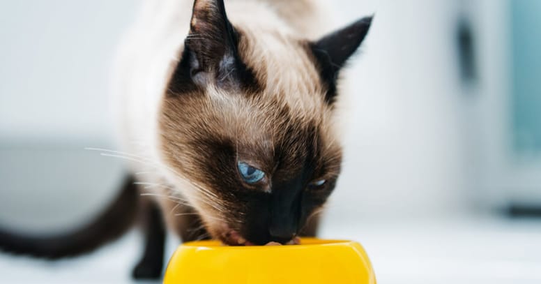 gatto mangia petto di pollo