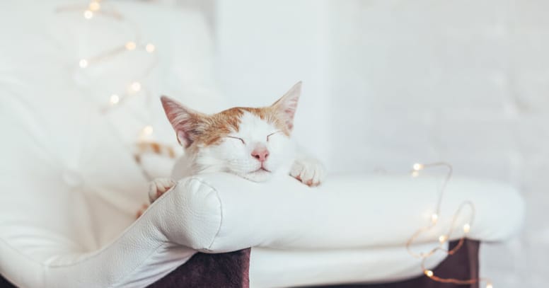 sueños de gatos