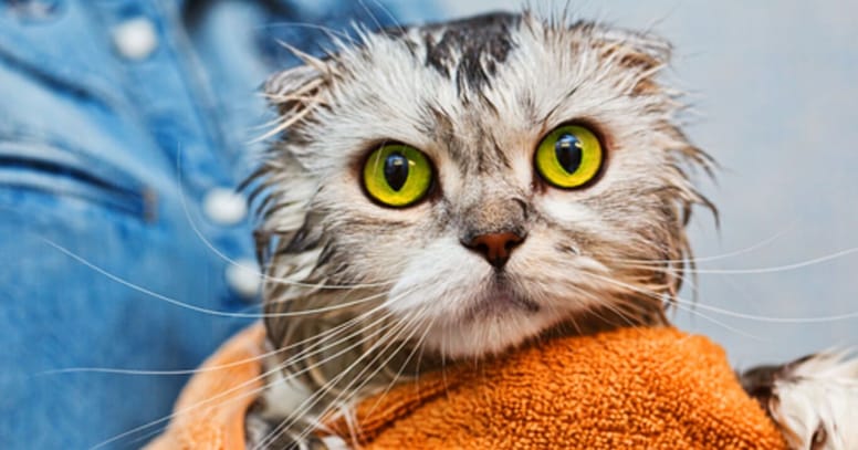 gato mojado baño