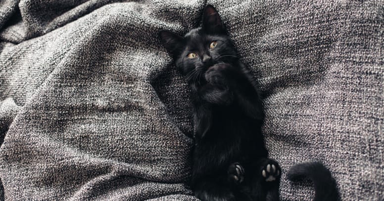 gato negro cama